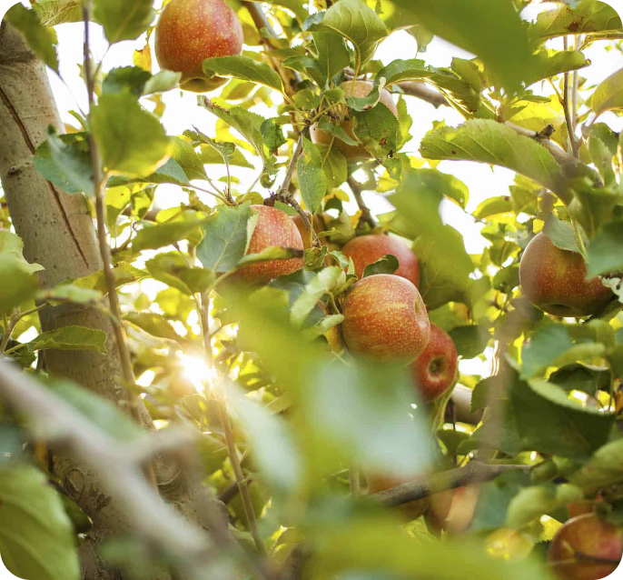 Sunlit apple orchard full of ripe fruit, curated by Sabores